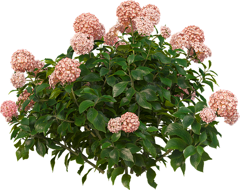 PS高清景观花卉花镜花坛花草植物搭配