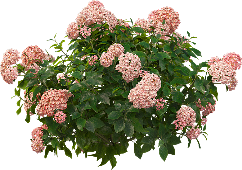 PS高清景观花卉花镜花坛花草植物搭配
