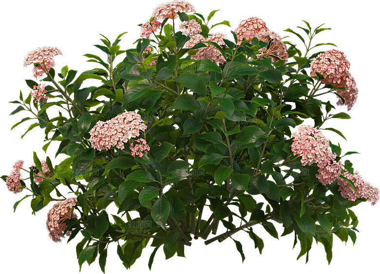 PS高清景观花卉花镜花坛花草植物搭配