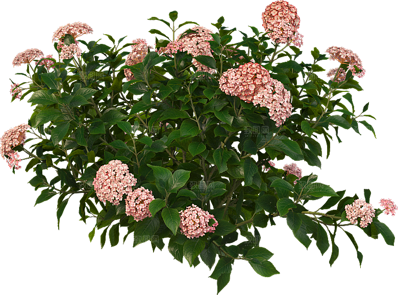 PS高清景观花卉花镜花坛花草植物搭配