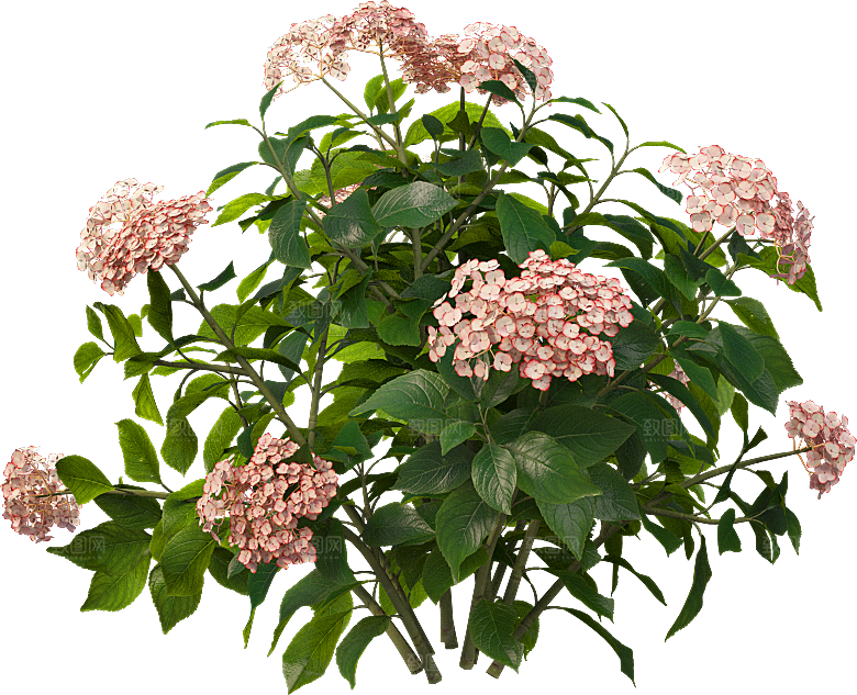 PS高清景观花卉花镜花坛花草植物搭配