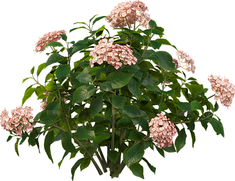 PS高清景观花卉花镜花坛花草植物搭配