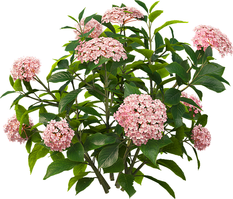 PS高清景观花卉花镜花坛花草植物搭配组合