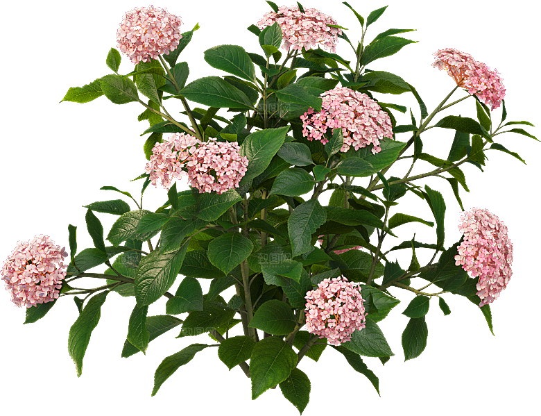 PS高清景观花卉花镜花坛花草植物搭配组合