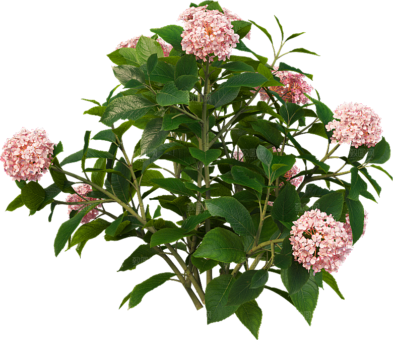 PS高清景观花卉花镜花坛花草植物搭配组合