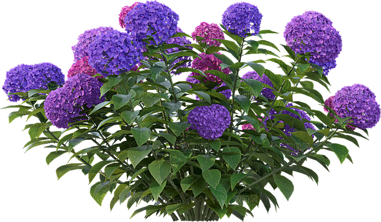 PS高清景观花卉花镜花坛花草植物搭配组合