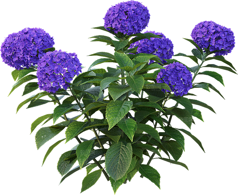 PS高清景观花卉花镜花坛花草植物搭配组合