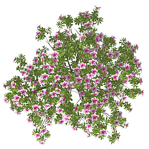 平面植物景观园林乔木灌木花草木顶视图