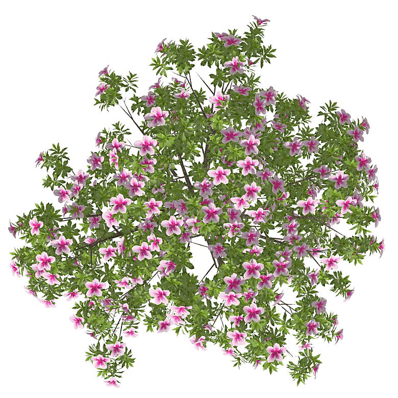 平面植物景观园林乔木灌木花草木顶视图