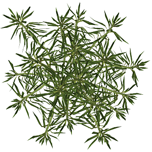 平面植物景观园林乔木灌木花草木顶视图