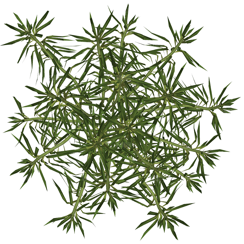 平面植物景观园林乔木灌木花草木顶视图