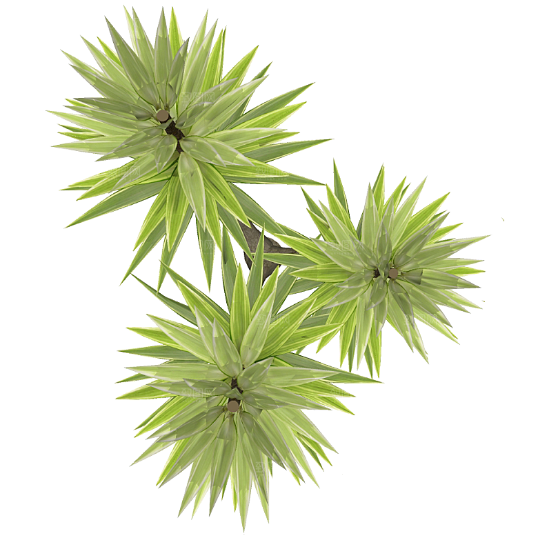 平面植物景观园林乔木灌木花草木顶视图素材