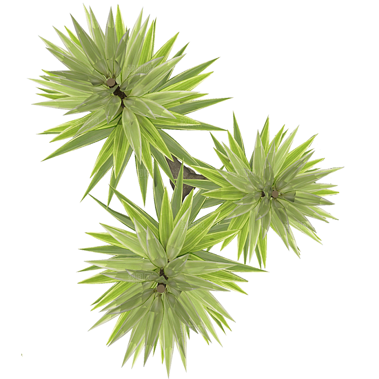平面植物景观园林乔木灌木花草木顶视图素材