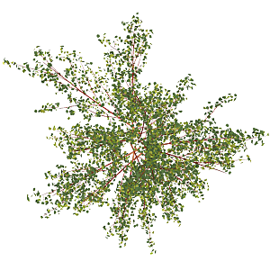 平面植物景观园林乔木灌木花草木顶视图