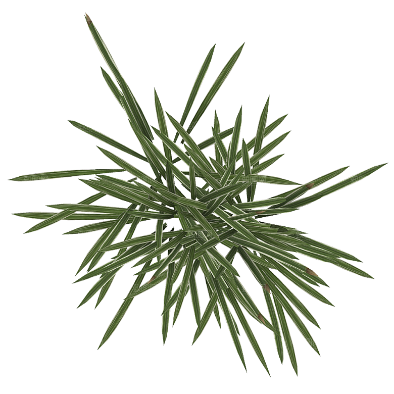 平面植物景观园林乔木灌木花草木顶视图