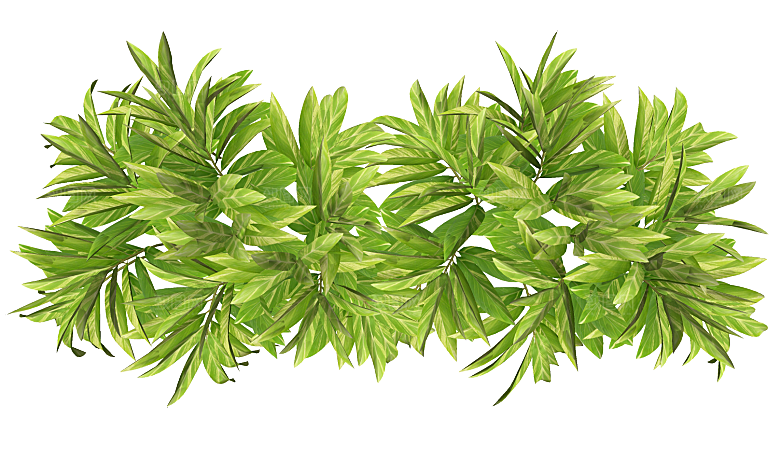 平面植物景观园林乔木灌木花草木顶视图