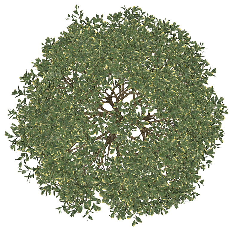 平面植物景观园林乔木灌木花草木顶视图