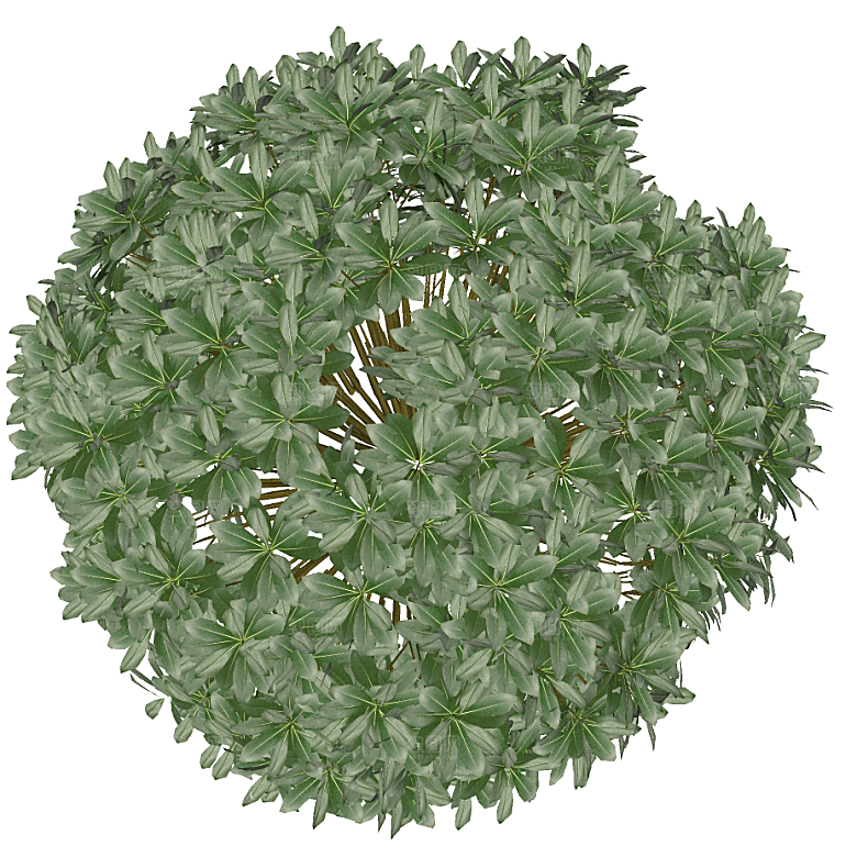 平面植物景观园林乔木灌木花草木顶视图素材