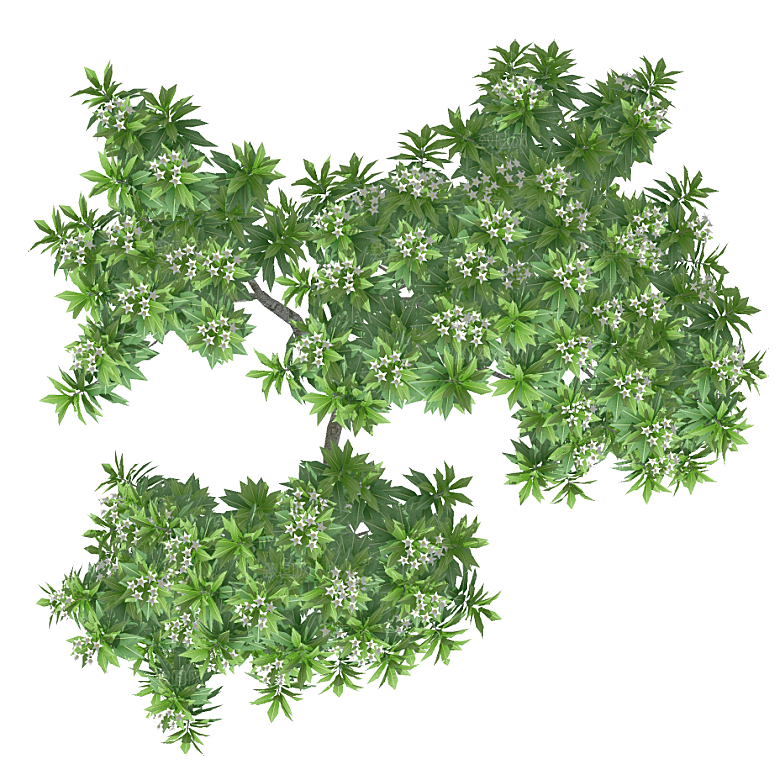 平面植物景观园林乔木灌木花草木顶视图素材
