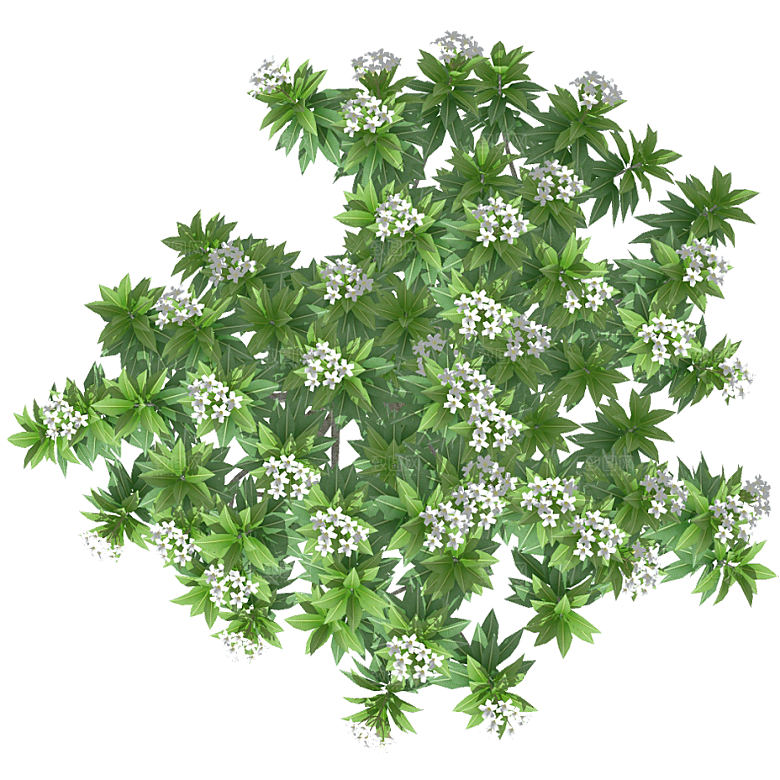 平面植物景观园林乔木灌木花草木顶视图素材