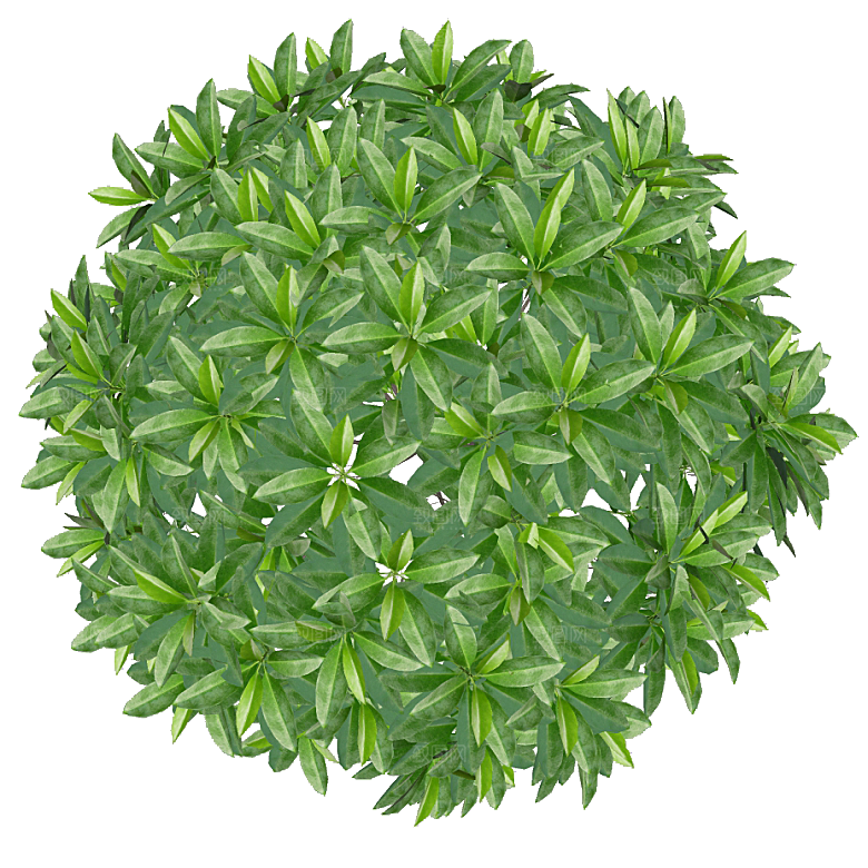 平面植物景观园林乔木灌木花草木顶视图素材