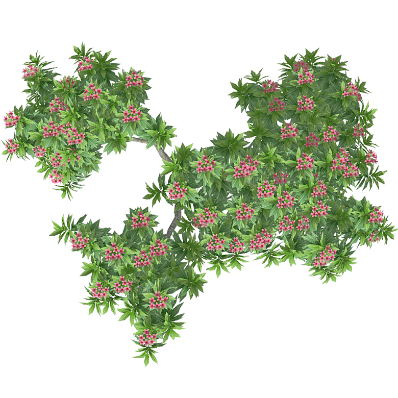 平面植物景观园林乔木灌木花草木顶视图素材
