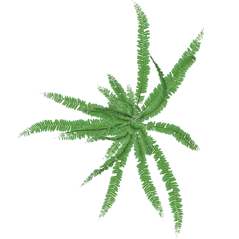 平面植物景观园林乔木灌木花草木顶视图素材