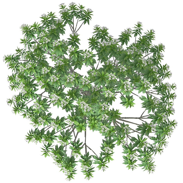 平面植物景观园林乔木灌木花草木顶视图
