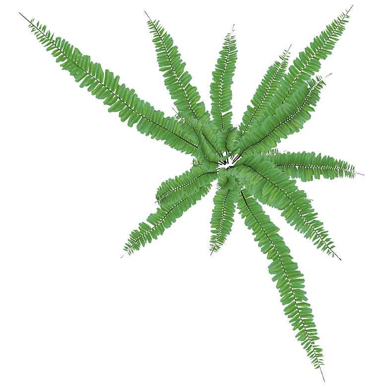 平面植物景观园林乔木灌木花草木顶视图
