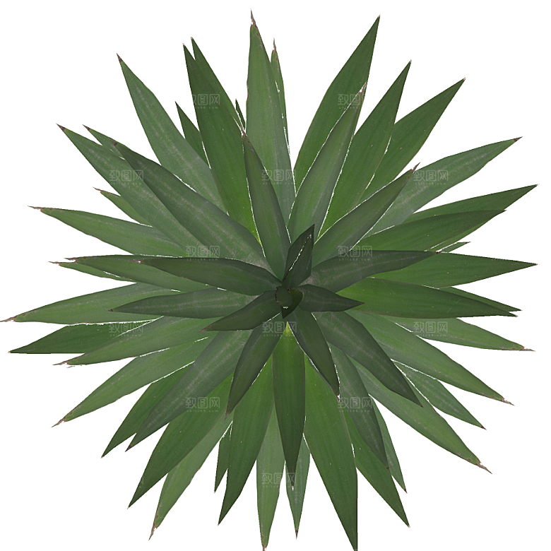 平面植物景观园林乔木灌木花草木顶视图