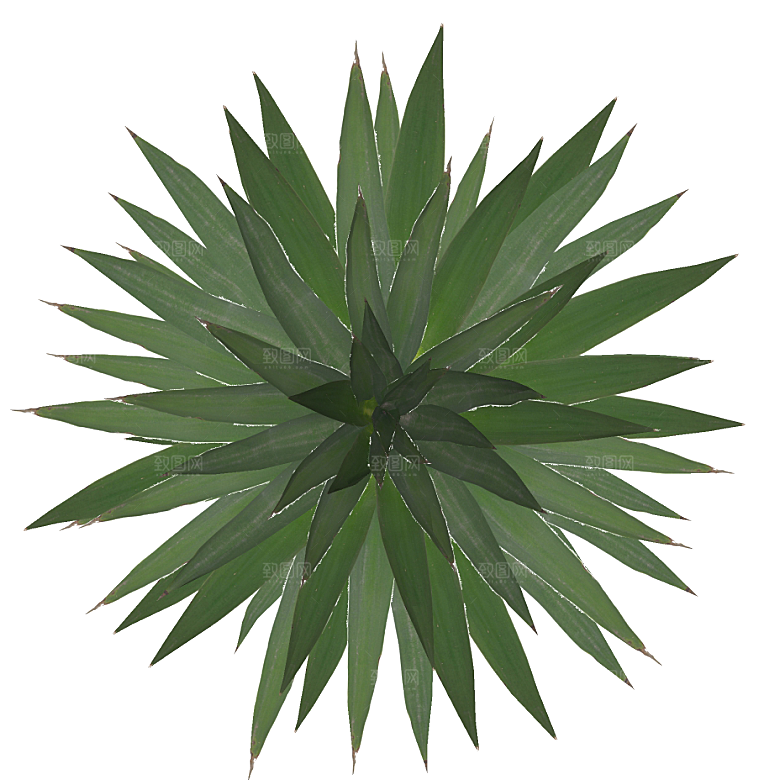 平面植物景观园林乔木灌木花草木顶视图