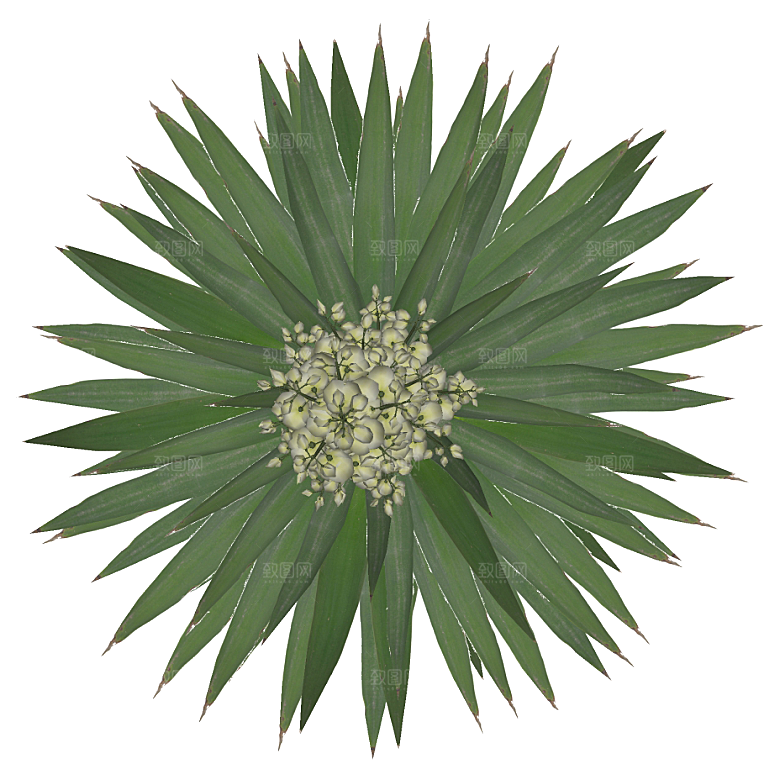 平面植物景观园林乔木灌木花草木顶视图