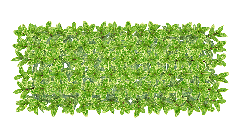 平面植物景观园林乔木灌木花草木顶视图