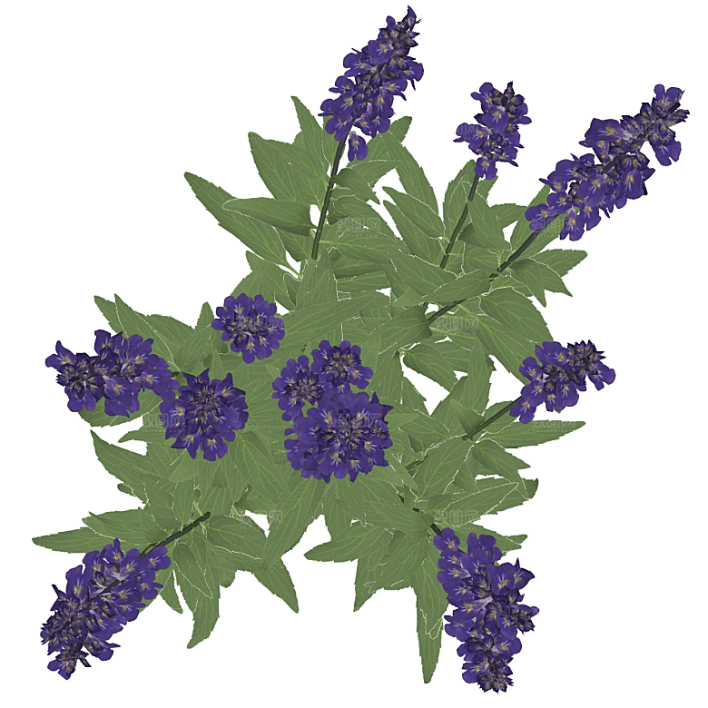 平面植物景观园林乔木灌木花草木顶视图