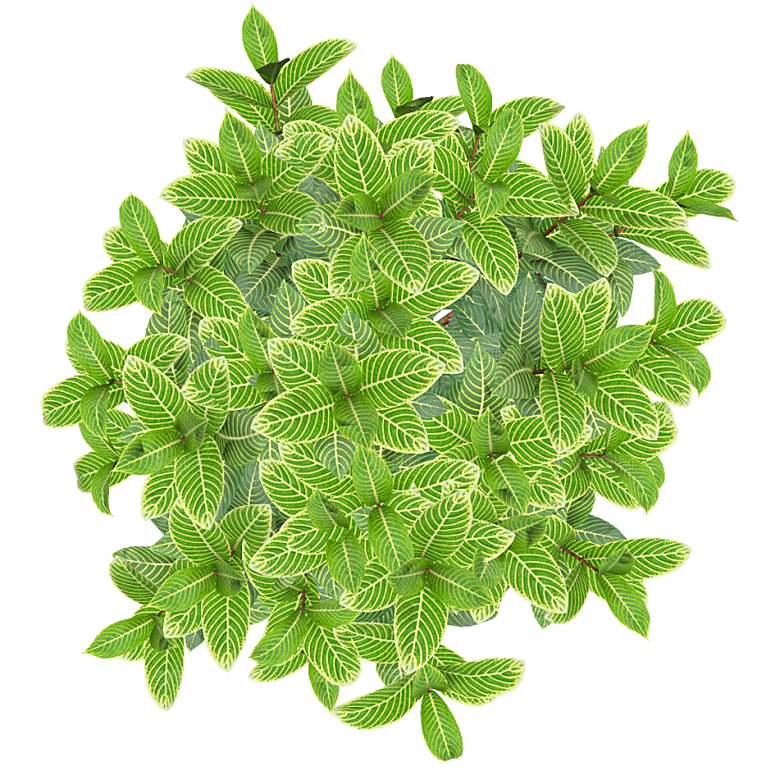 平面植物景观园林乔木灌木花草木顶视图