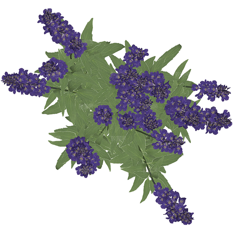平面植物景观园林乔木灌木花草木顶视图