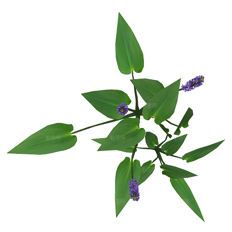 平面植物景观园林乔木灌木花草木顶视图
