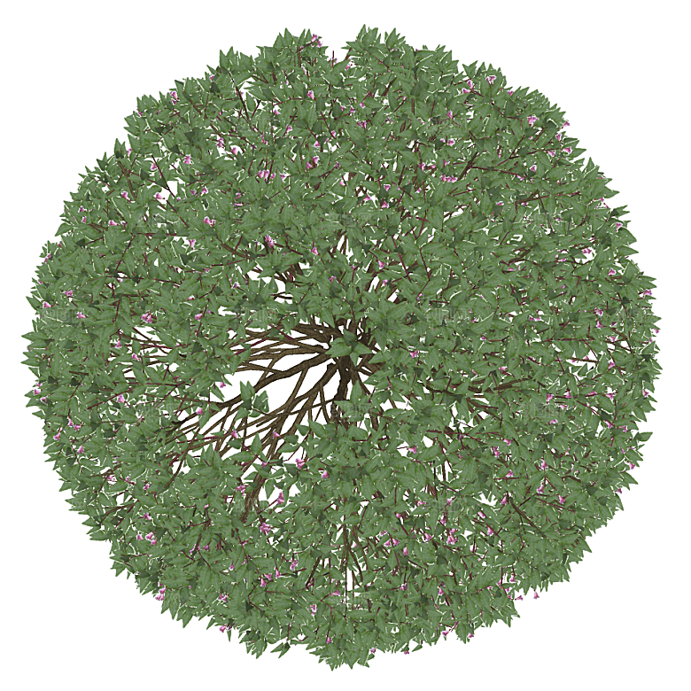 平面植物景观园林乔木灌木花草木顶视图素材