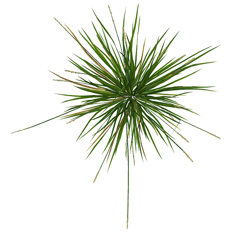 平面植物景观园林乔木灌木花草木顶视图