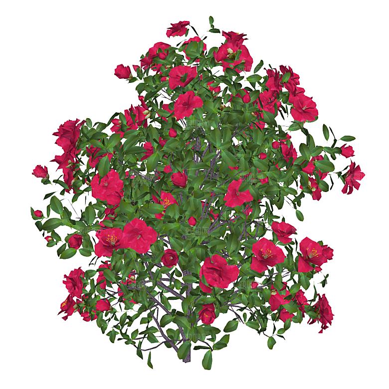 平面植物景观园林乔木灌木花草木顶视图