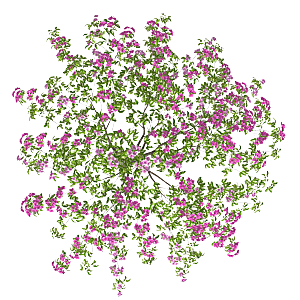平面植物景观园林乔木灌木花草木顶视图