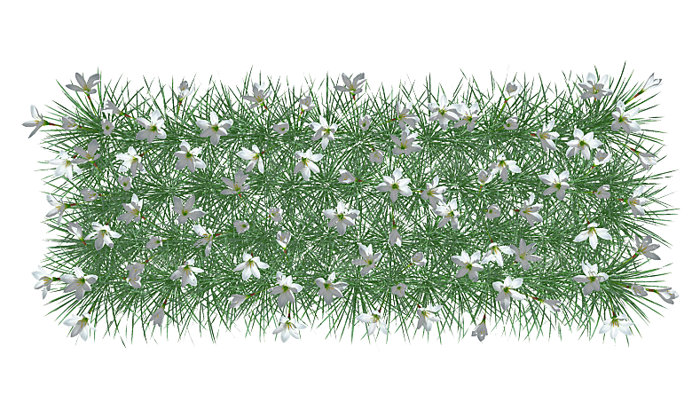 平面植物景观园林乔木灌木花草木顶视图