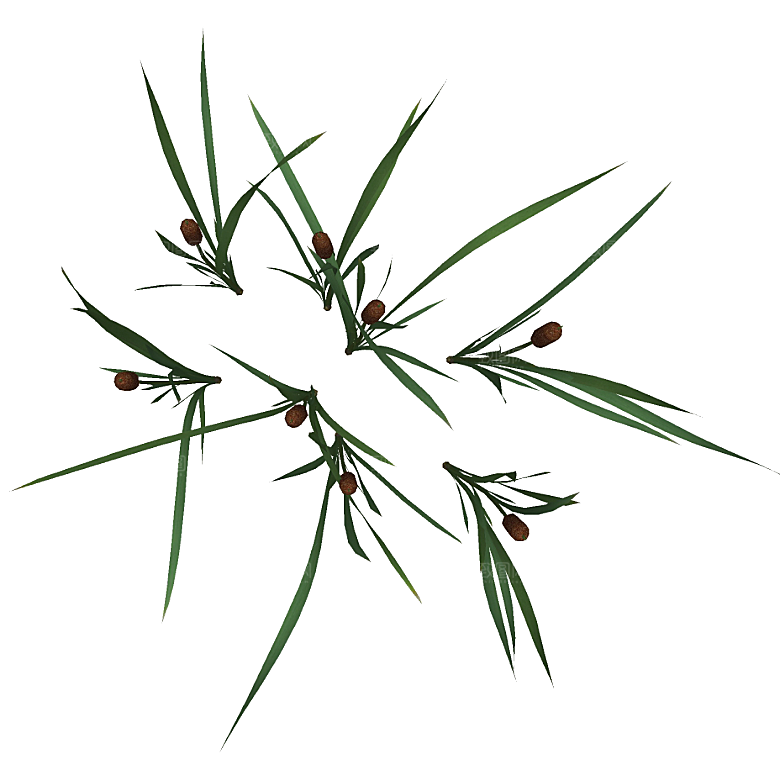 平面植物景观园林乔木灌木花草木顶视图