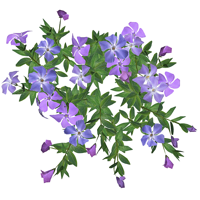 平面植物景观园林乔木灌木花草木顶视图素材