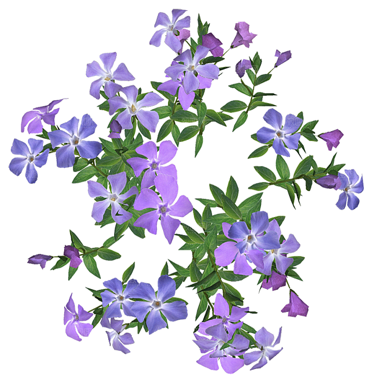 平面植物景观园林乔木灌木花草木顶视图素材