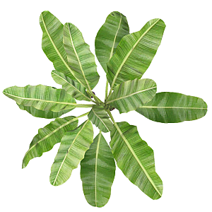 平面植物景观园林乔木灌木花草木顶视图