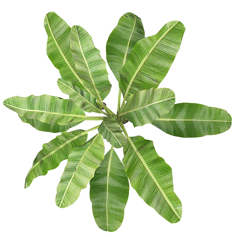 平面植物景观园林乔木灌木花草木顶视图