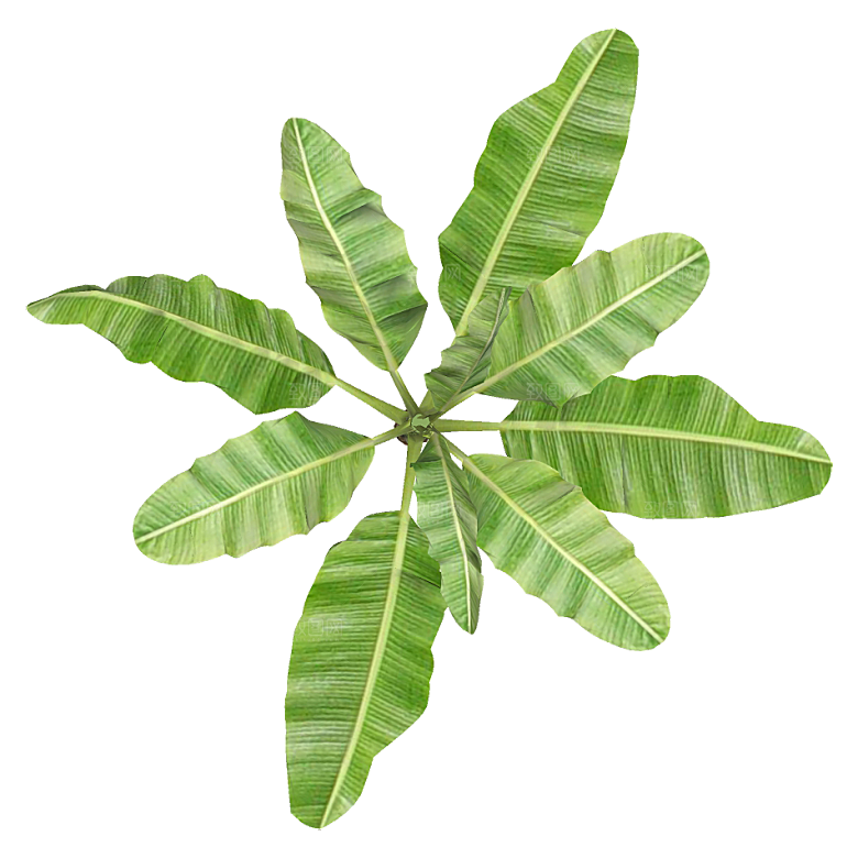 平面植物景观园林乔木灌木花草木顶视图
