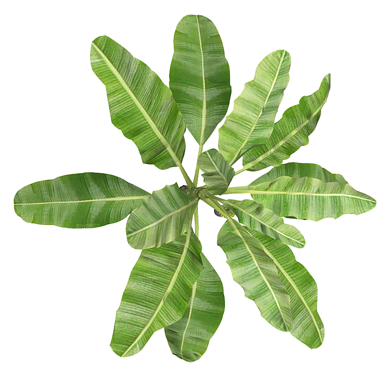 平面植物景观园林乔木灌木花草木顶视图素材