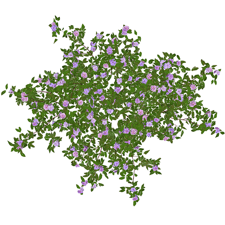 平面植物景观园林乔木灌木花草木顶视图素材